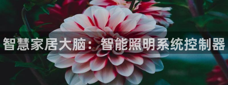 云顶国际服几个月不玩能不能登录